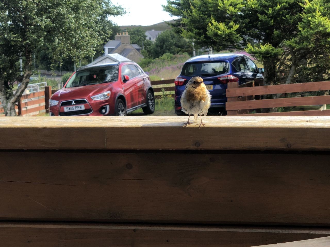 In Melvich that bird was very interested in my cake.