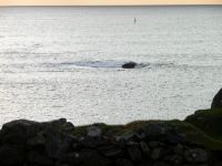 P1010528