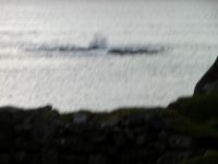 P1010529