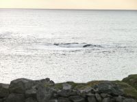 P1010531