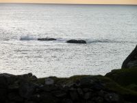 P1010532